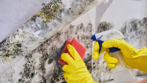 Reliable Wausau, WI Mold Remediation Solutions